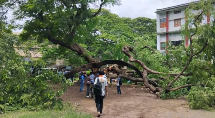 ভেঙে পড়ল রাবির সেই কৃষ্ণচূড়া, গাছটির সঙ্গে জড়িয়ে হাজারো স্মৃতি